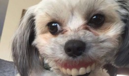 娱乐吃瓜酱狗戴上假牙,狗戴假牙背后的秘密大揭秘